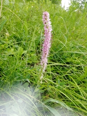 Veronica porphyriana
