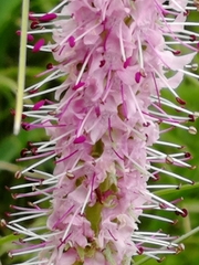 Veronica porphyriana