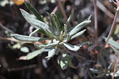 Eriogonum heracleoides