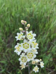 Melanthieae