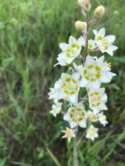 Melanthieae