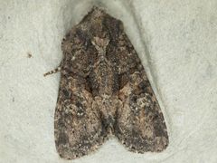 Oligia tusa