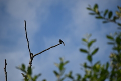 Tachycineta thalassina