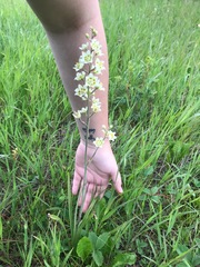 Melanthieae