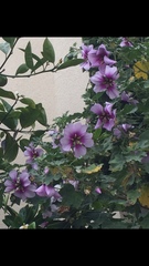 Malva subovata