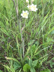 Melanthieae