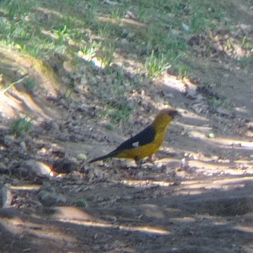 Black-thighed Grosbeak (Pheucticus tibialis), photo 6