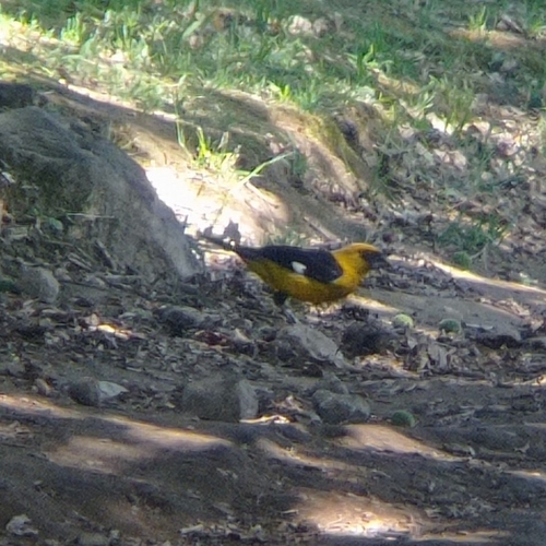 Black-thighed Grosbeak (Pheucticus tibialis), photo 2