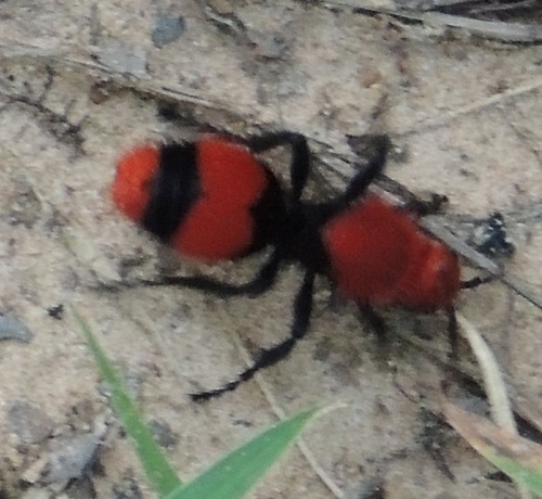 Red Velvet Ant (GTM Research Reserve Arthropod Guide) · iNaturalist