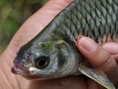 Java Barb photo 4