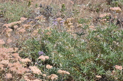 Lupinus arbustus