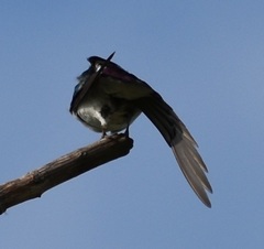 Tachycineta thalassina