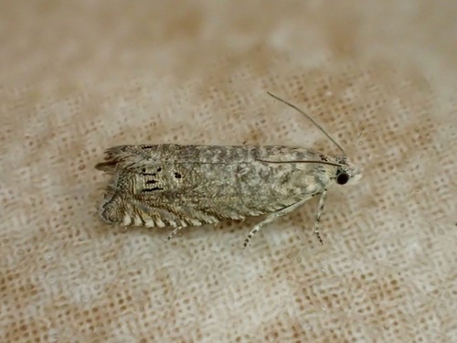 Rest-harrow Piercer