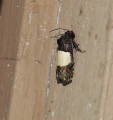 Epiblema tripartitana