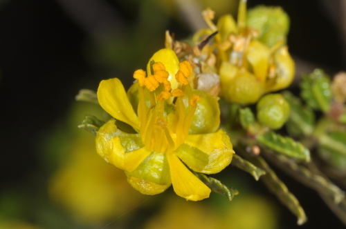 Image of Larrea nitida by (c) aacocucci, some rights reserved (CC BY)