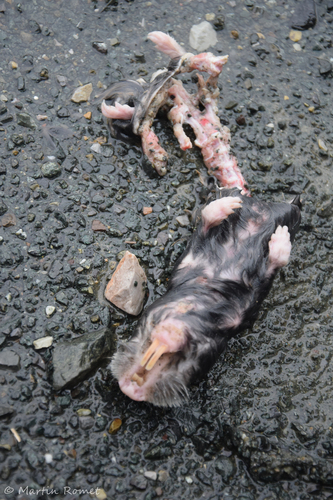 Lesser Blind Molerat, Tulcea, RO-TL, RO, photo 2 of 10