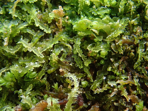 Image of Fuscocephaloziopsis connivens by (c) Christian Berg, some rights reserved (CC BY)