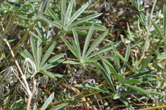 Lupinus arbustus