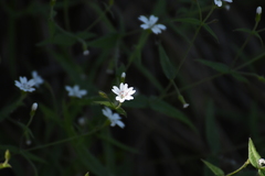 Pseudostellaria