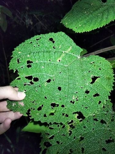 Image of Dendrocnide Cordifolia (Dendrocnide cordifolia) by (c) Matthew Borella, some rights reserved (CC BY)