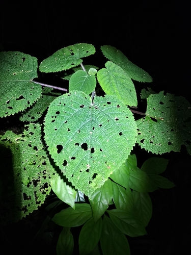 Image of Dendrocnide Cordifolia (Dendrocnide cordifolia) by (c) Matthew Borella, some rights reserved (CC BY)