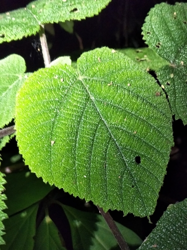 Image of Dendrocnide Cordifolia (Dendrocnide cordifolia) by (c) Matthew Borella, some rights reserved (CC BY)
