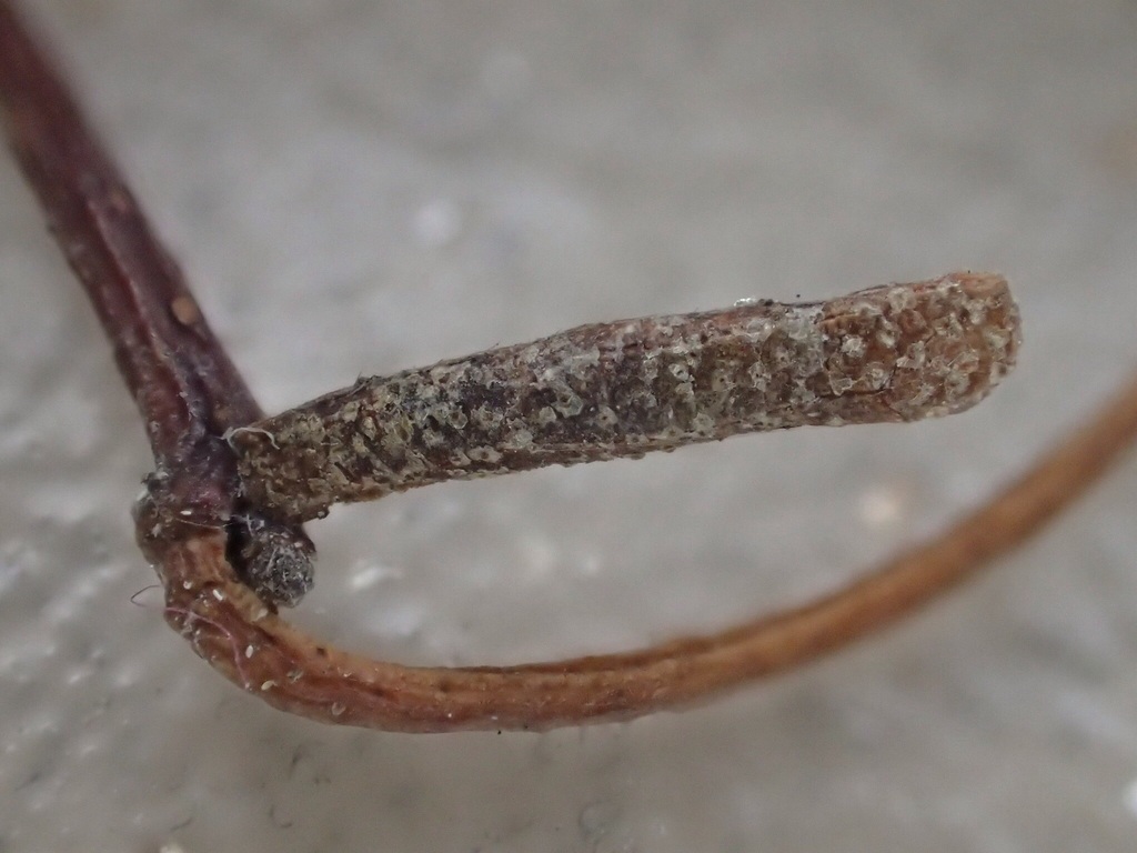 Buff Birch Case-bearer