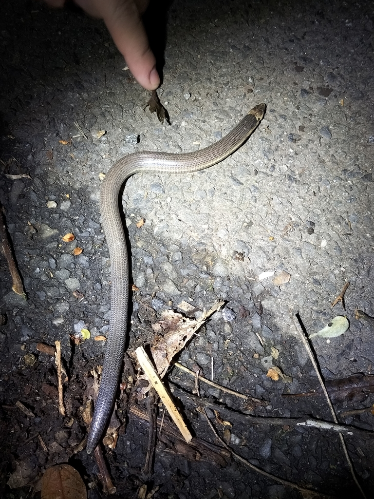 Limbless Snake-tooth Skink