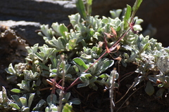 Antennaria rosea