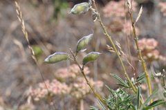 Lupinus arbustus