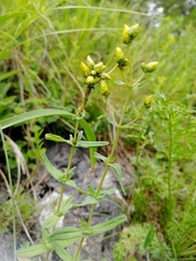 Hypericum elegans