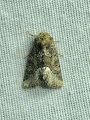 Lacinipolia olivacea