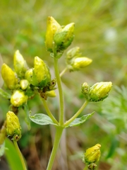 Hypericum elegans