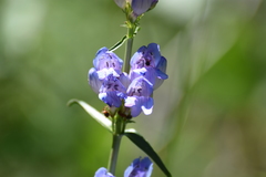 Penstemon comarrhenus