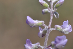 Lupinus arbustus