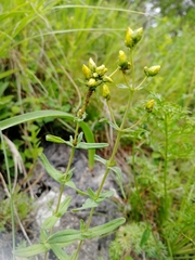 Hypericum elegans