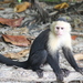 Capuchins - Photo (c) Ivany Argueta, some rights reserved (CC BY-NC), uploaded by Ivany Argueta