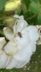 Macrodactylus subspinosus