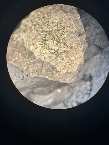 Maronea constans, 2024-10-11