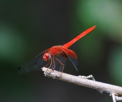 Dythemis maya