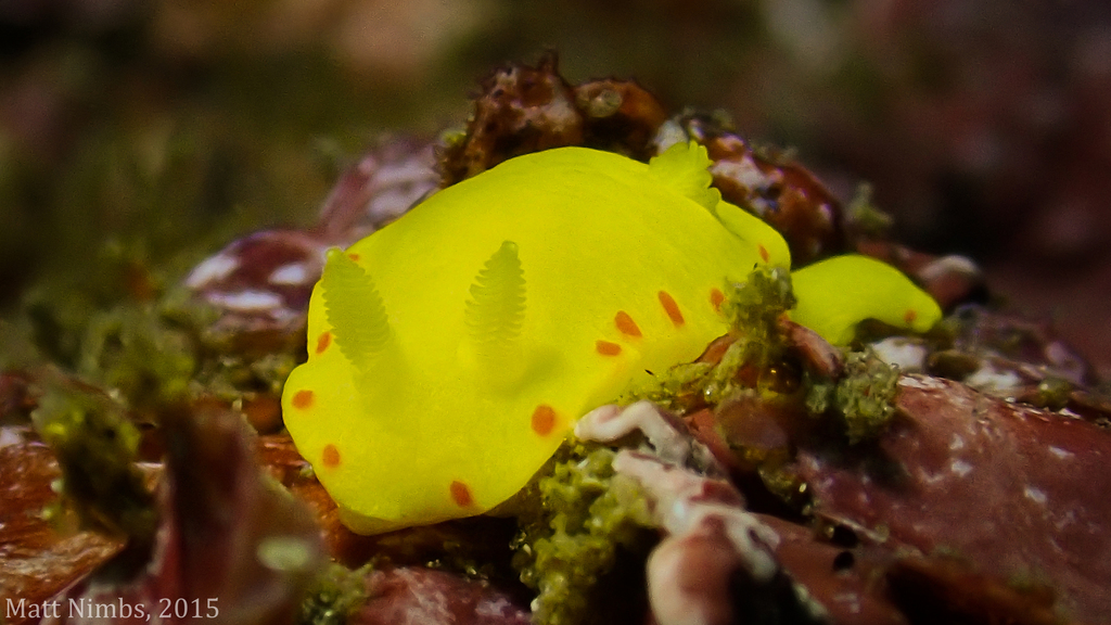 Diversidoris sulphurea