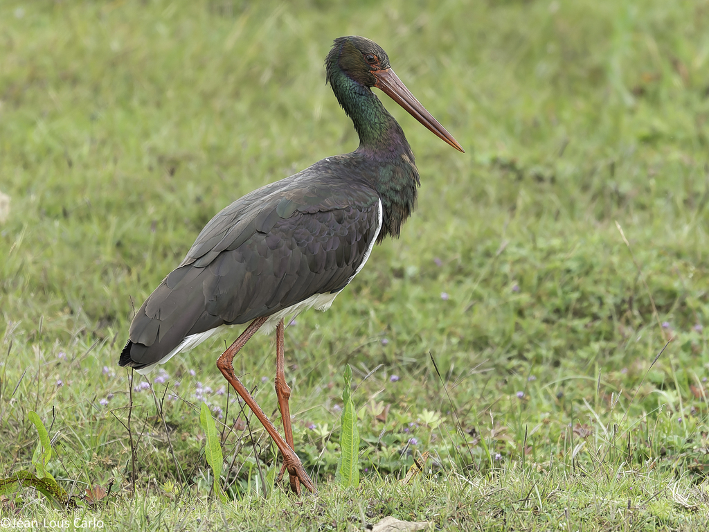 Storks