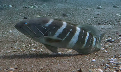White Grouper photo 3