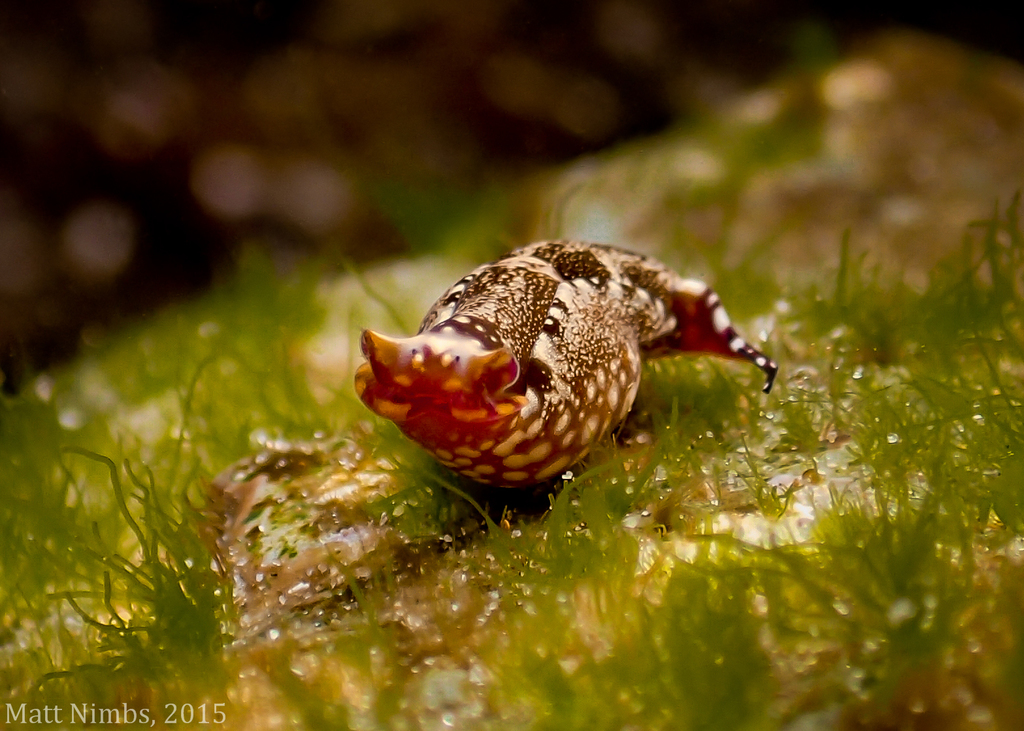 Bubble Snails and Allies