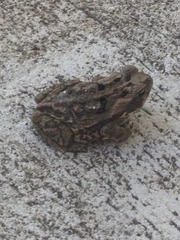 Anaxyrus terrestris