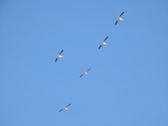 Pelecanus erythrorhynchos