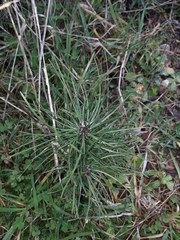 Pinus muricata
