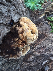 Pseudoinonotus