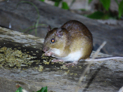 Long-Tailed Spiny-Rat photo 2