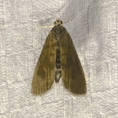 Elophila gyralis